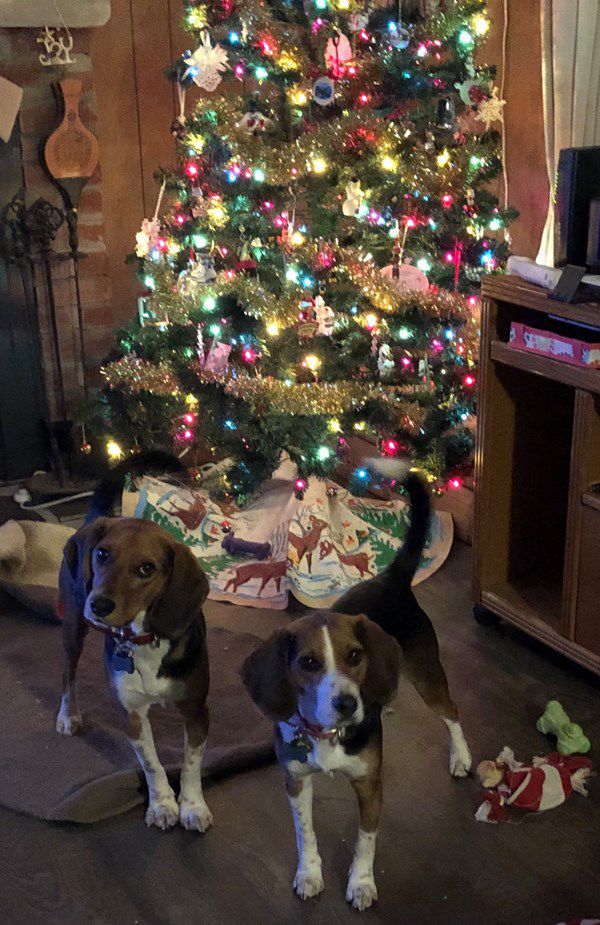 Pet Star 128.jpg